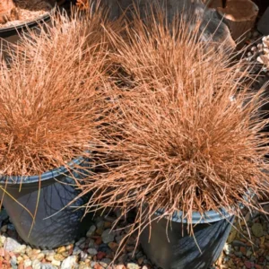 Bronco Grass Ornamental Live Plants - 4 Inch Pot - Bronze-Brown Grass