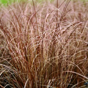 Bronco Grass Ornamental Live Plants - 4 Inch Pot - Bronze-Brown Grass