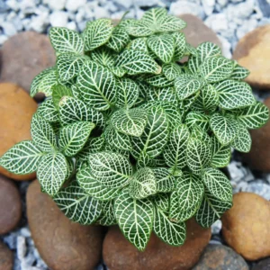 Fittonia Nerve Plants Live Set - Pink & White Mix, 4 Inch Pot, Indoor Terrarium Plants