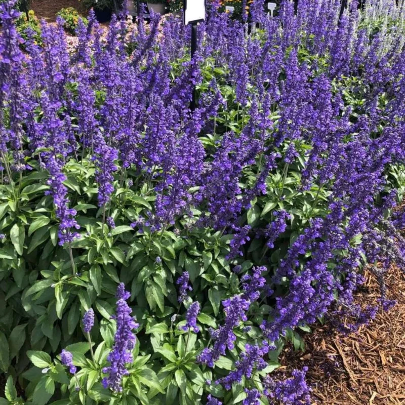 Blue Salvia Live Plants - 4 Inch Pot - May Night Salvia Plants