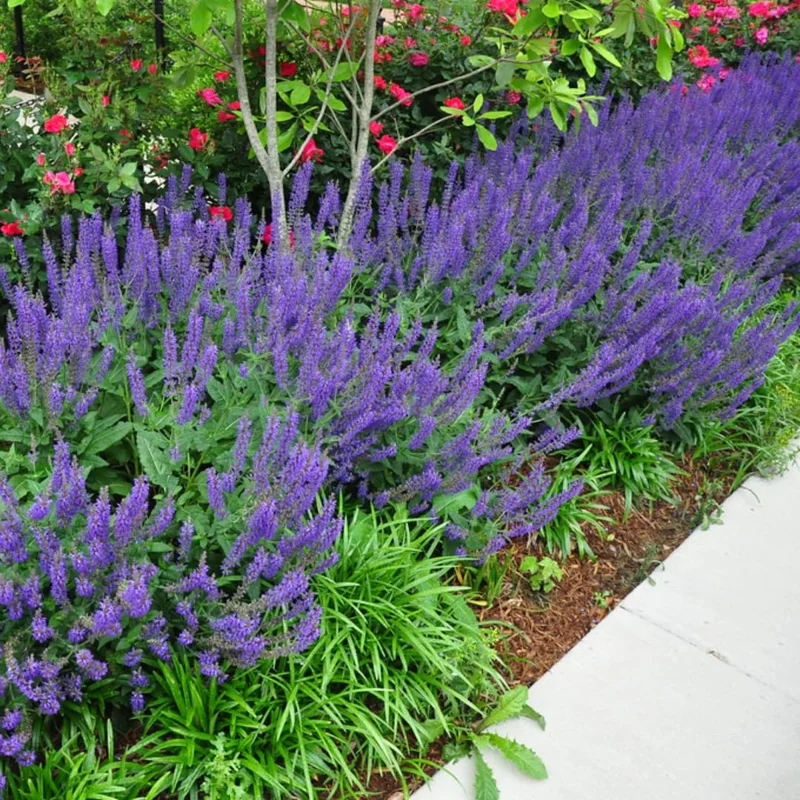 Blue Salvia Live Plants - 4 Inch Pot - May Night Salvia Plants