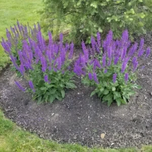 Blue Salvia Live Plants - 4 Inch Pot - May Night Salvia Plants