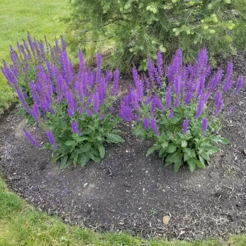 Blue Salvia Live Plants - 4 Inch Pot - May Night Salvia Plants