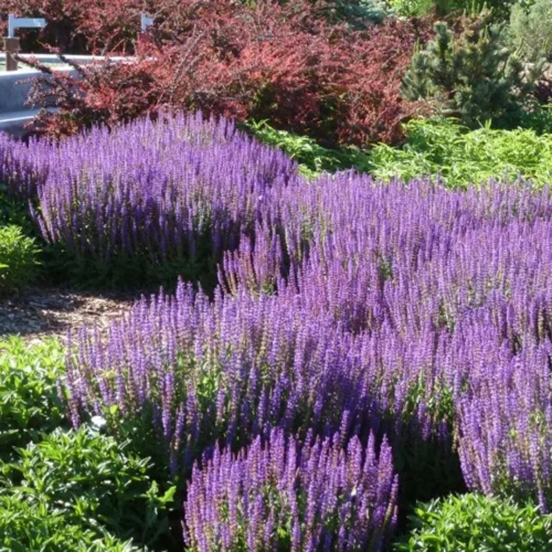Blue Salvia Live Plants - 4 Inch Pot - May Night Salvia Plants