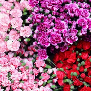 Dianthus Plants Set - Live Fragrant Groundcover - Multi-Color Blooms