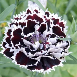 Dianthus Plants Set - Live Fragrant Groundcover - Multi-Color Blooms