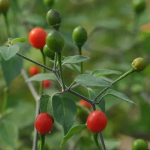Chiltepin Pepper Plant Live - 4 Inch Pot - Hot Pepper Plant