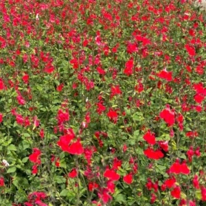 Red Sage Plants Live - 2 Potted Perennial Salvia Sage Plants for Gardens