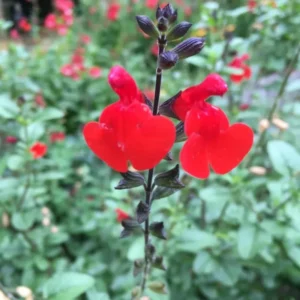 Red Sage Plants Live - 2 Potted Perennial Red Salvia Sage Plants for Planting
