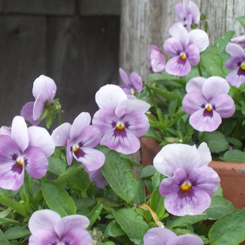 Flowering Pansy Plants Live Assorted - 4 Inch Pot - White Yellow Purple