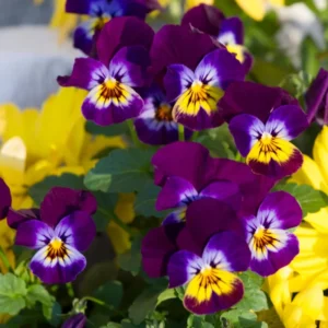 Pansy Plants Set - 6 Live Viola Perennial in 4in Pot - White Yellow Purple