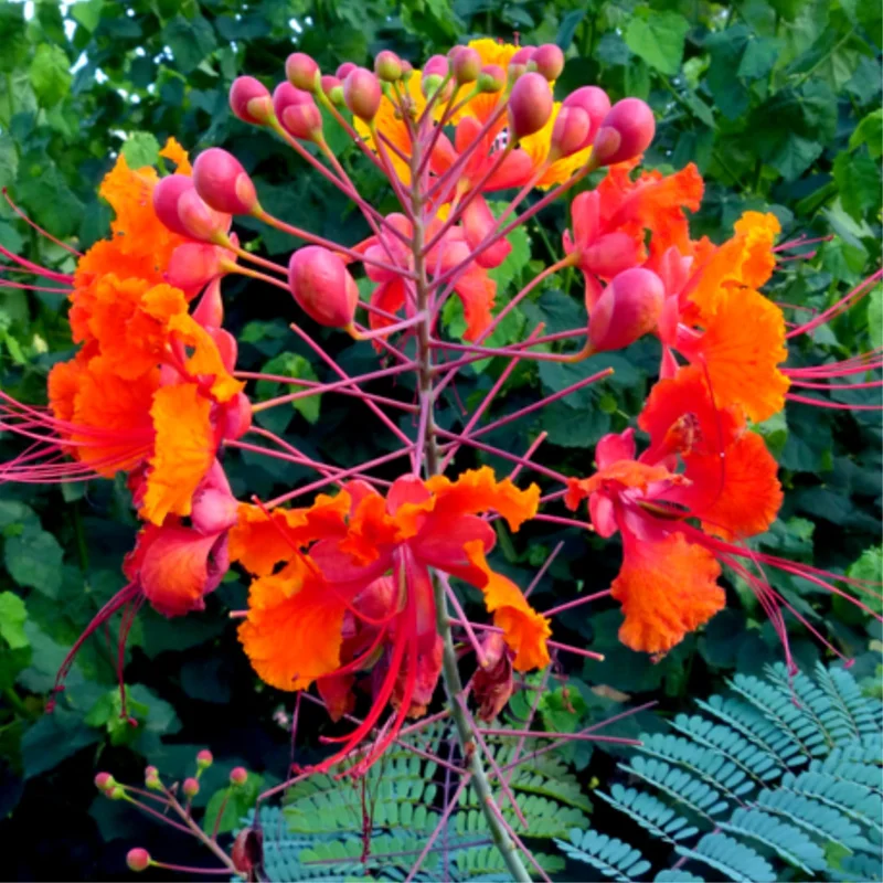 Barbados Pride Plant Tropical Shrub 5-8 Inch Starter Peacock Plant Red Orange Yellow Flowers