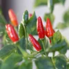 Hot Pequin Peppers Live Plant 4 Inch Pot Hot Chili Pepper
