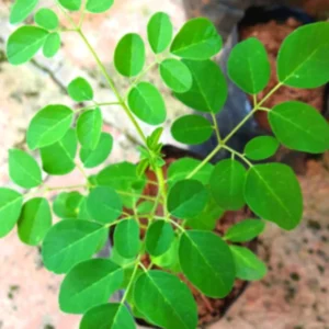 Moringa Oleifera Live Plants - 2 Pack Malunggay Drumstick Starter Plants