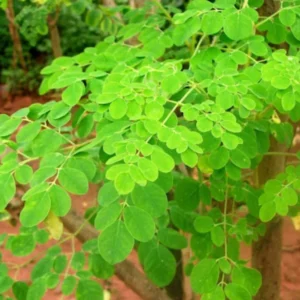 Moringa Oleifera Live Plants - 2 Pack Malunggay Drumstick Starter Plants