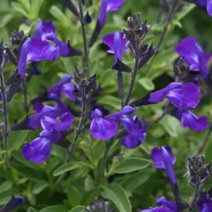 Perennial Salvia Plants - Live Sage in 4 Inch Pot - Violet Purple Blue Flowers