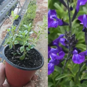 Perennial Salvia Plants - Live Sage in 4 Inch Pot - Violet Purple Blue Flowers