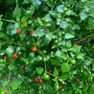 Chiltepin Pepper Live Plant 4 Inch Pot Hot Chili Pepper Plant