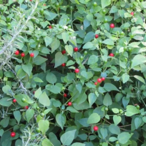 Chiltepin Pepper Live Plant 4 Inch Pot Hot Chili Pepper Plant