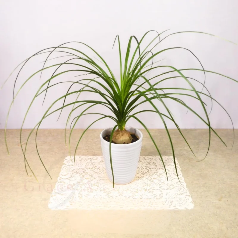 Ponytail Palm Bonsai - 3 Live Plants - 12-16 inch Indoor Palm
