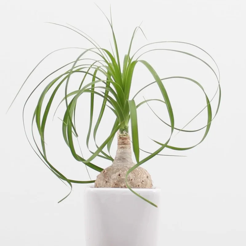 Ponytail Palm Bonsai - 3 Live Plants - 12-16 inch Indoor Palm