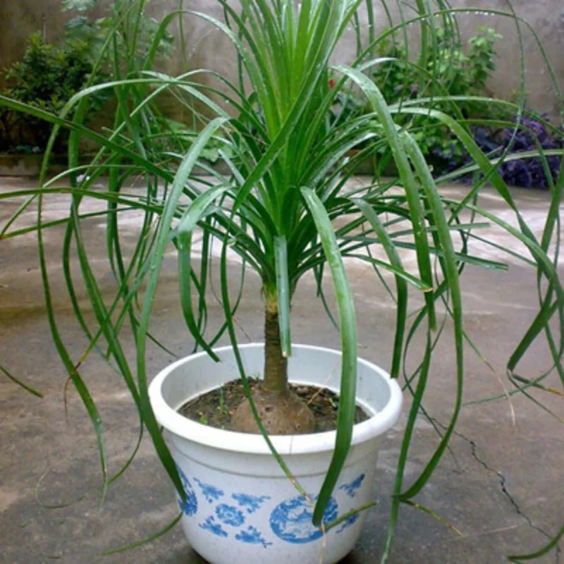 Ponytail Palm Bonsai - 3 Live Plants - 12-16 inch Indoor Palm