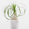 Ponytail Palm Plant Live Indoor 12-16 inch Tall in 4 inch Pot