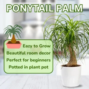 Ponytail Palm Plant Live Indoor 12-16 inch Tall in 4 inch Pot