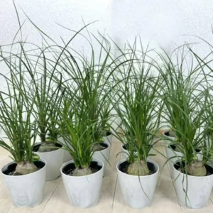Ponytail Palm Plant Live Indoor 12-16 inch Tall in 4 inch Pot