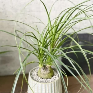 Ponytail Palm Plants - 5 Pack - 1-1.5 Ft Tall - Live Indoor Outdoor Plant