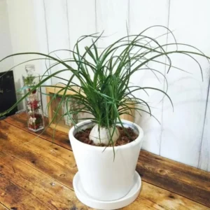 Ponytail Palm Plants - 5 Pack - 1-1.5 Ft Tall - Live Indoor Outdoor Plant