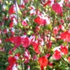 Hot Lips Salvia Sage Plants - Live Perennial Plants in 4 Inch Pot Bicolor Blooms