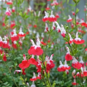 Hot Lips Salvia Sage Plants - Live Perennial Plants in 4 Inch Pot Bicolor Blooms