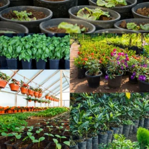 Crown of Thorns Plant Live Decor - Perennial Cactus Houseplant Indoor/Outdoor Gardens