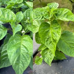 Hot Pepper Pequin Plants Pack - Live 4 Inch Potted Chili Plants