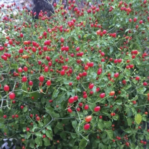 Chiltepin Hot Pepper Plants - 2 Pack Live Chili Peppers - 4 Inch Pots - Spicy!