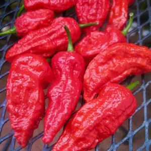 Bhut Jolokia Pepper Plants - 4 Inc Potted Ghost Peppers - Live Chili Plants
