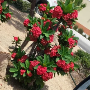 Crown of Thorns Plant - Red Euphorbia Milii Live Plant Decor Hardy Thorns