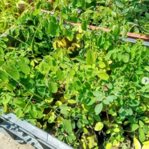 Moringa Plants Live - 4 Tree Seedlings, 6-12 Inch Tall, Drumstick Tree