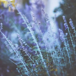 Russian Sage Plants - 4 Live Perovskia Sage Plants - 4 Inch Pots - Perennial