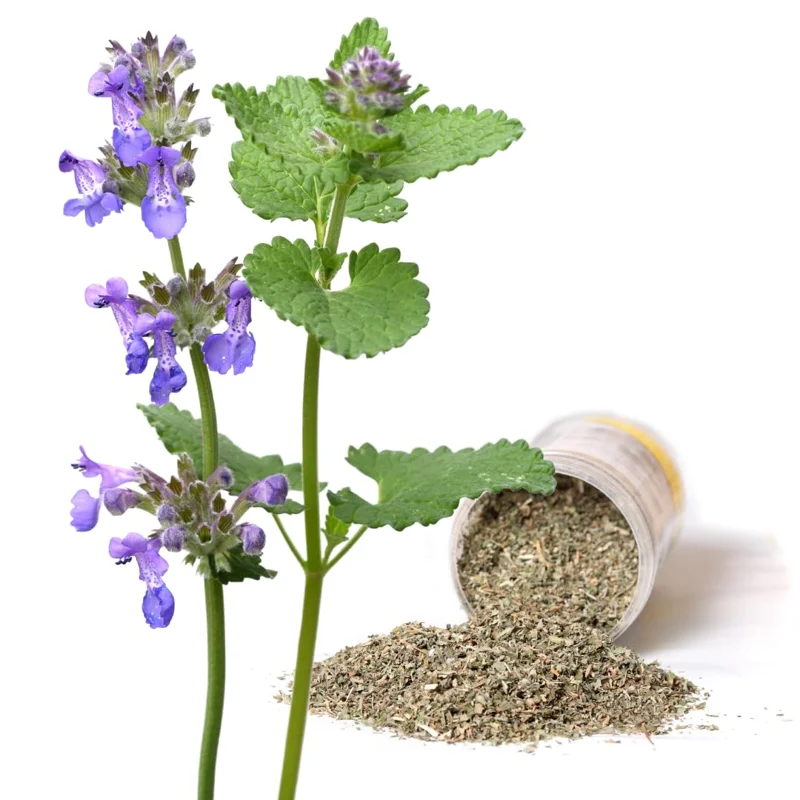 Catnip Plants Live - 2 Fresh Herb Plants for Planting Indoor Outdoor