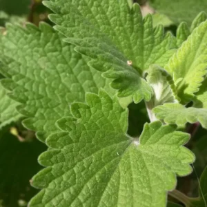 Catnip Plants Live - 2 Fresh Herb Plants for Planting Indoor Outdoor