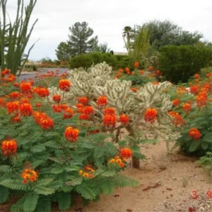 Peacock Plant Live - 6 Inch Potted Exotic Caesalpinia Pulcherrima Tree Starter