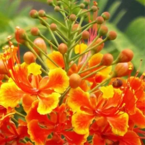 Red Pride of Barbados Tree Live Plant - Exotic Peacock Tree Starter Plant - 6 Inch Pot