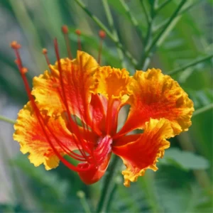 Red Pride of Barbados Tree Live Plant - Exotic Peacock Tree Starter Plant - 6 Inch Pot