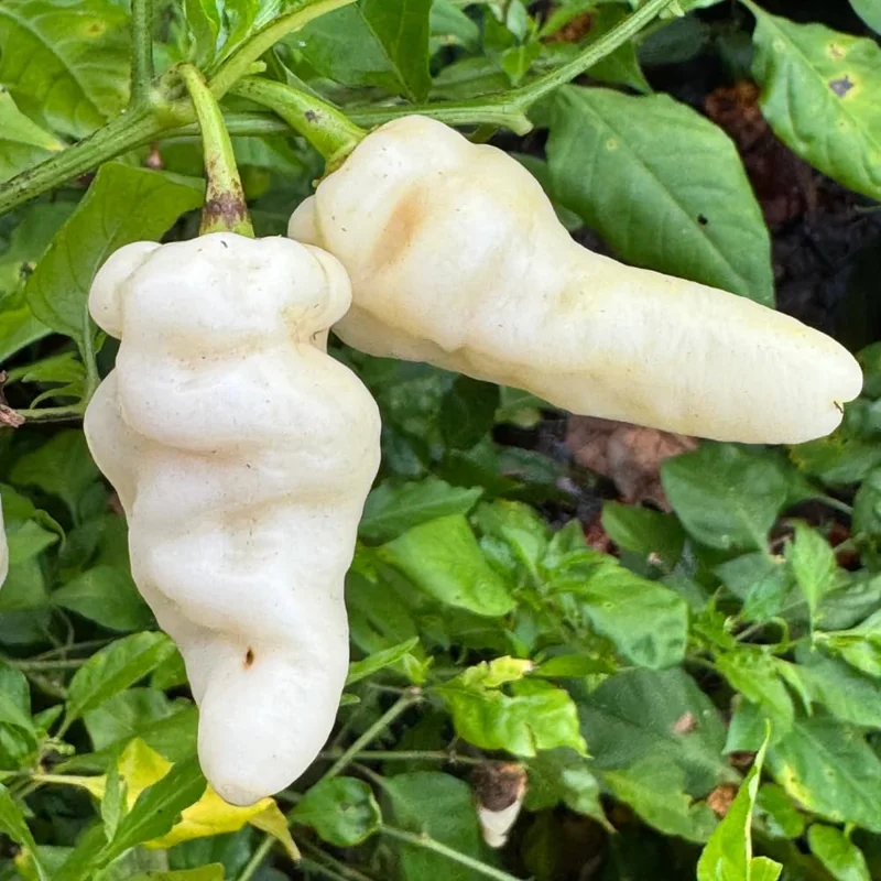 White Ghost Pepper Plants - 4 Hot Chili Seedlings - Rare Variety
