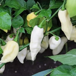 White Ghost Pepper Plants Set - Hot Chili Seedlings, Rare Variety