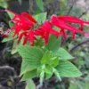 Perennial Salvia Plants - Live Pineapple Sage in 4 Inch Pot - 2 Plants