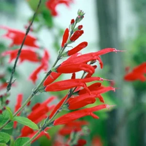 Perennial Salvia Plants - Live Pineapple Sage in 4 Inch Pot - 2 Plants