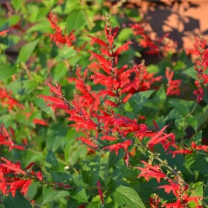 Perennial Salvia Plants - Live Pineapple Sage in 4 Inch Pot - 2 Plants